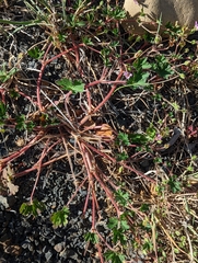 Geranium magellanicum