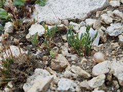 Astragalus limnocharis montii