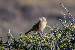 Pseudoseisura gutturalis