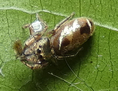 Bryantella