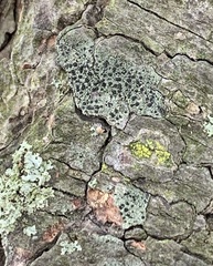 Lecidella