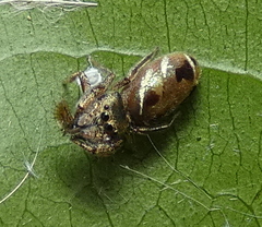 Bryantella