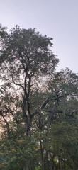 Albizia amara