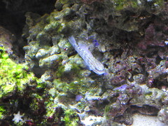 Gobiidae