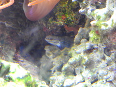 Gobiidae