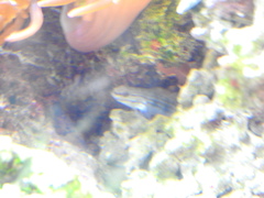 Gobiidae