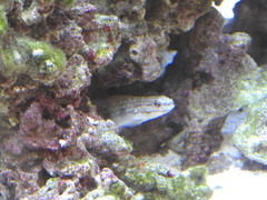 Gobiidae
