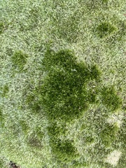 Leucobryum glaucum