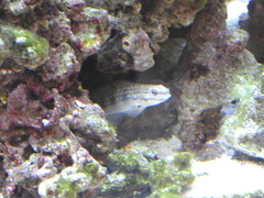 Gobiidae