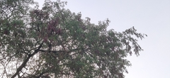 Albizia amara