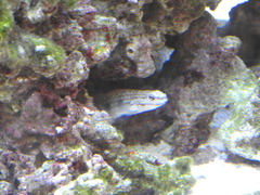 Gobiidae