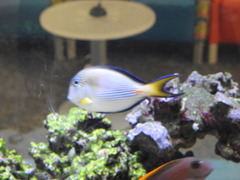 Acanthurus sohal