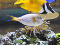 Acanthurus sohal