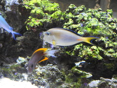 Acanthurus sohal