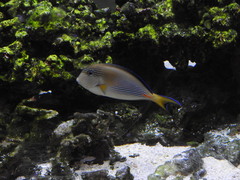 Acanthurus sohal