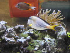 Acanthurus sohal