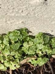 Veronica hederifolia-sublobata-triloba