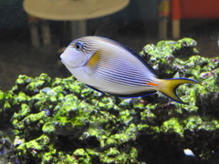 Acanthurus sohal