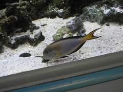 Acanthurus sohal