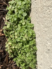 Veronica hederifolia-sublobata-triloba