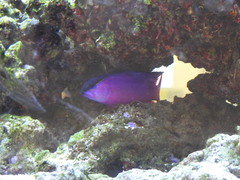Gramma melacara
