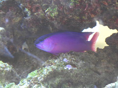 Gramma melacara