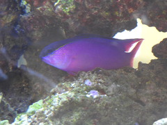 Gramma melacara
