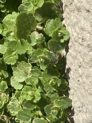 Veronica hederifolia-sublobata-triloba