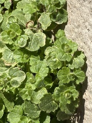 Veronica hederifolia-sublobata-triloba