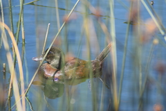 Oxyura ferruginea