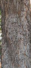 Albizia amara