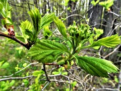 Crataegus chrysocarpa chrysocarpa