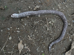 Amphisbaena fuliginosa