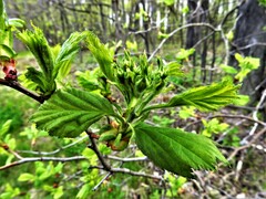 Crataegus chrysocarpa chrysocarpa