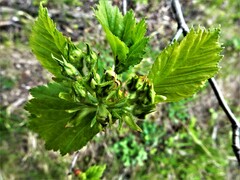 Crataegus chrysocarpa chrysocarpa