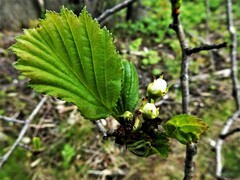 Crataegus chrysocarpa chrysocarpa