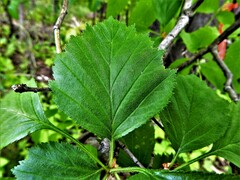 Crataegus chrysocarpa chrysocarpa