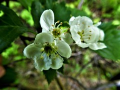 Crataegus chrysocarpa chrysocarpa