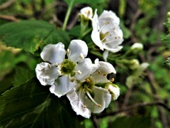 Crataegus chrysocarpa chrysocarpa