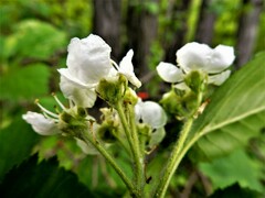 Crataegus chrysocarpa chrysocarpa