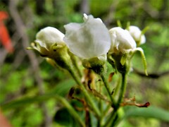 Crataegus chrysocarpa chrysocarpa