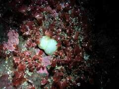 Acanthodoris hudsoni