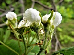Crataegus chrysocarpa chrysocarpa