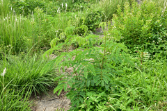 Albizia kalkora