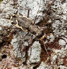 Neocicindela