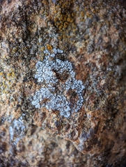 Acarospora americana