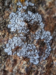 Acarospora americana