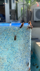 Dysdercus cingulatus