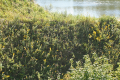 Galatella biflora