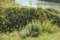 Galatella biflora